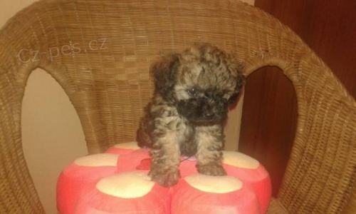 Bolo�sk� ps�k barevn� s PP/Rusk� bar. bolonka