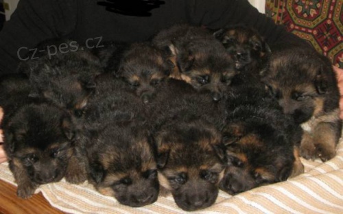 �t��ata n�meck�ho ov��ka