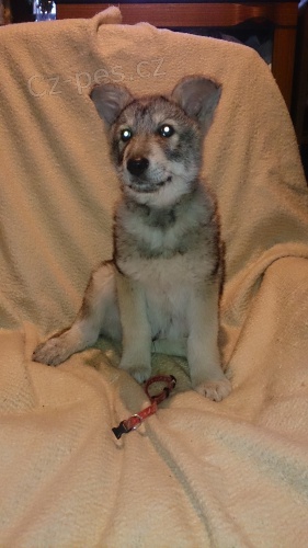 Saarloos�v vl��k �t��ata