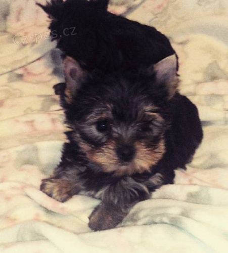 Jork��rsk� terier s PP