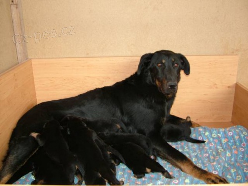 Beauceron �t���tka s PP