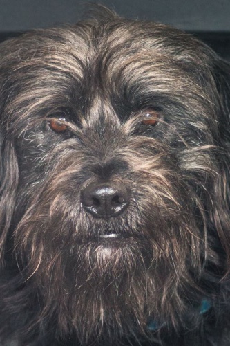 Jon� ps� kamar�d