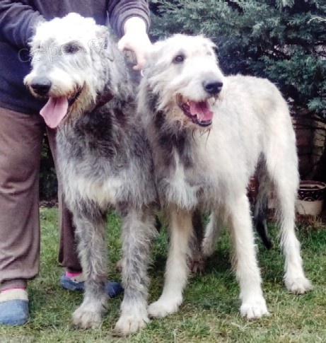 Irsk� vlkodav s PP - zad�me �t��ata