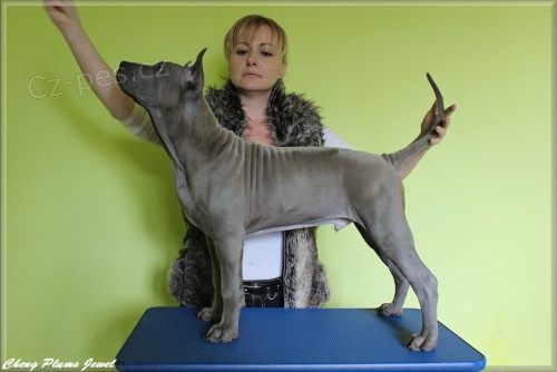 Thajsk� ridgeback - �t�n� s PP