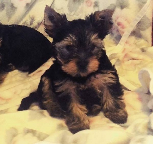 Jork��rsk� terier s PP