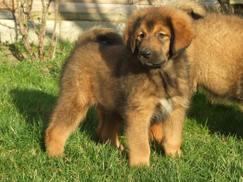 Tibetsk� doga �t��ata s PP 2019