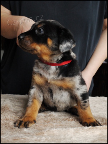 Beauceron - �t��ata sPP