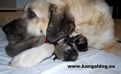 Anatolsk� pasteveck� pes - Kangal