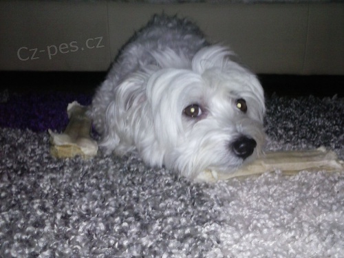 hled�me fene�ku Malteza�ka 