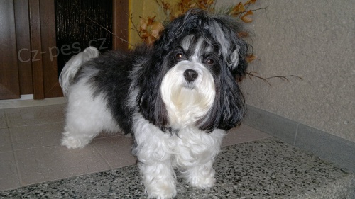 Nab�dka kryt� - Havansk� ps�k