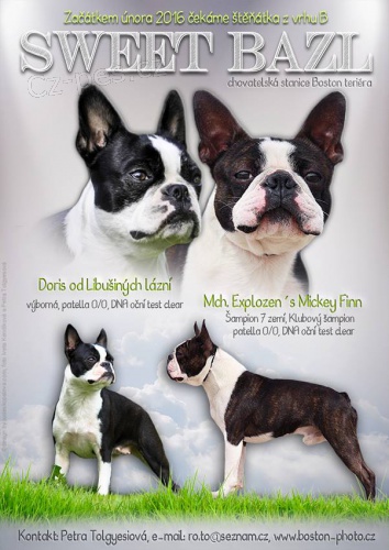 Bostonsk� teri�r-�t�n�