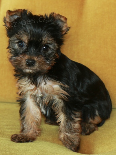 �t��ata jork��rsk�ho teri�ra