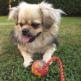 Tibetsk� �pan�l