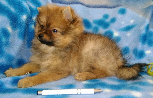 N�meck� �pic - kvalitn� �t���tka 