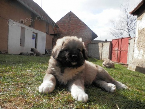 Kavkazsk� pasteveck� pes