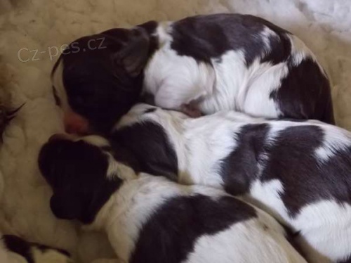 Anglick� �pringr�pan�l