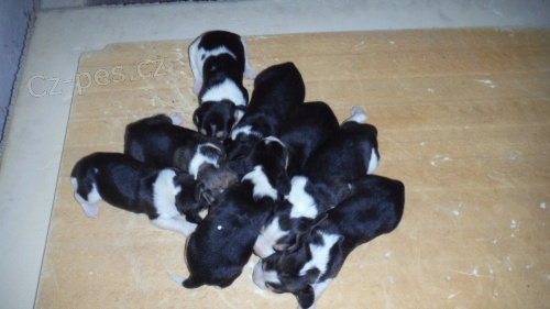 �t��ata beagle