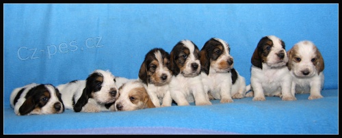 Velk� hrubosrst� vend�esk� baset