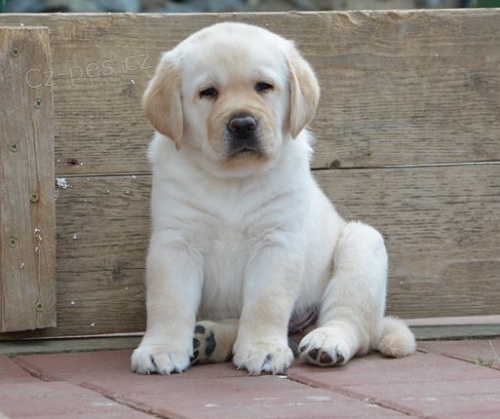 Labrador - kr�sn� �lut� a smetanov� �t���tka s PP