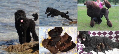 Prod�m �t��ata pudla kr�lovsk�ho s PP