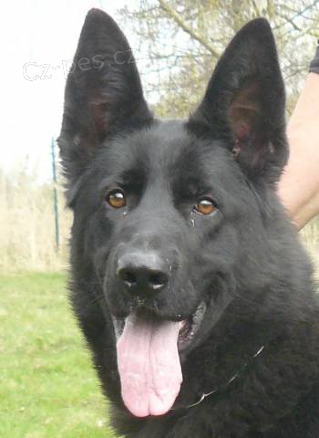 Prod�m �t��ata n�meck�ho ov��ka