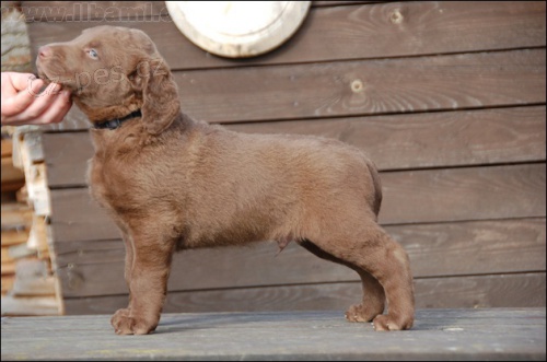 Chesapeake bay retr�vr