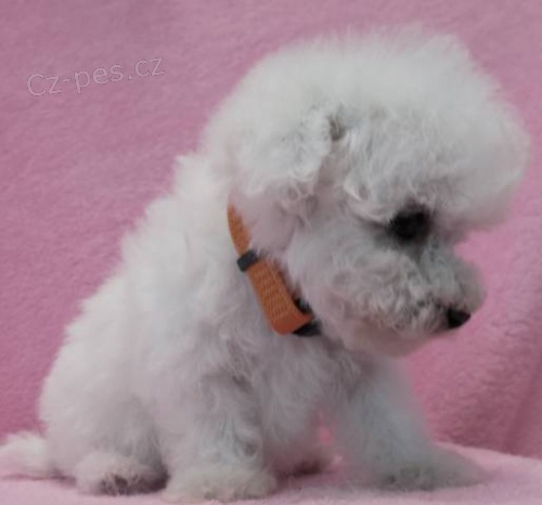 Bi�onek - bichon fris�