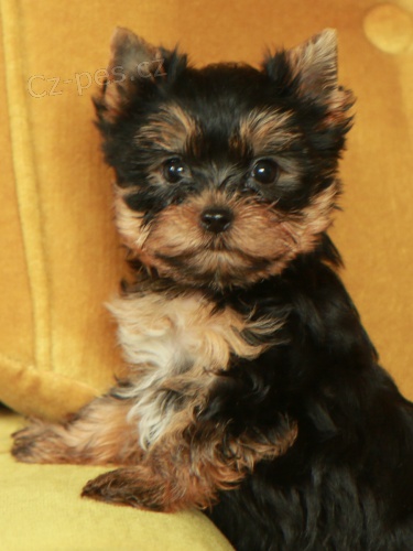 �t��ata jork��rsk�ho teri�ra