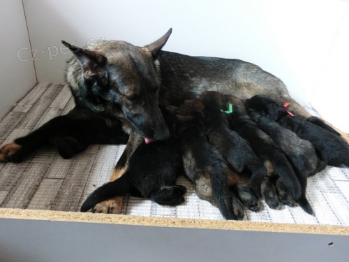 Prod�m �t��ata n�meck�ho ov��ka