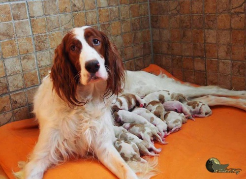 Irsk� �ervenob�l� setr - �t��ata 