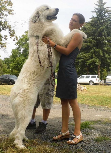 pyrenejsk� horsk� pes