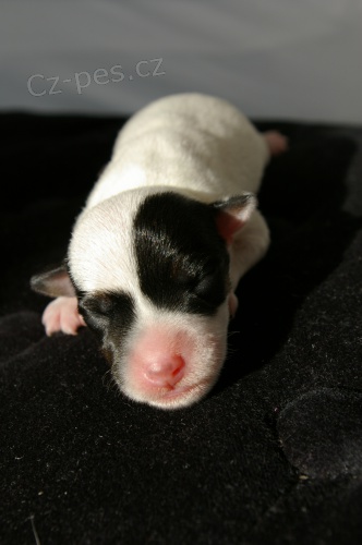 Parson Russel Terrier