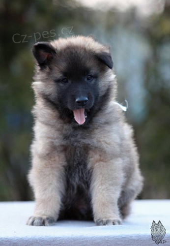 �t���tka Belgick� ov��k Tervueren