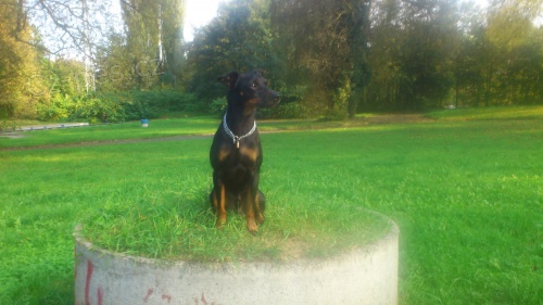 Nab�z�m pejska n�meck�ho pin�e bez PP ke kryt�