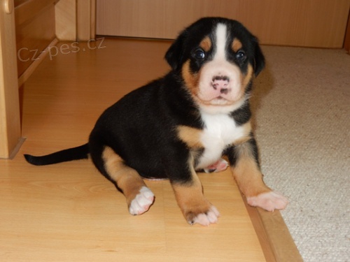 Velk� �v�carsk� sala�nick� pes (V�SP)