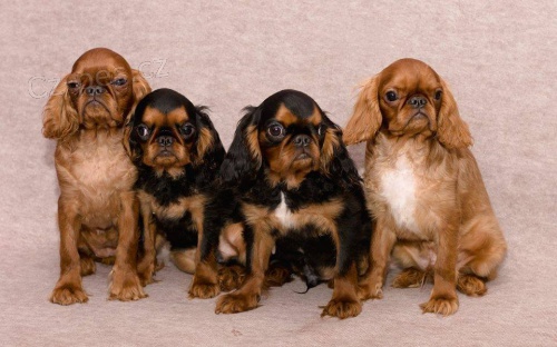 Zad�m �t��ata plemene King Charles �pan�l