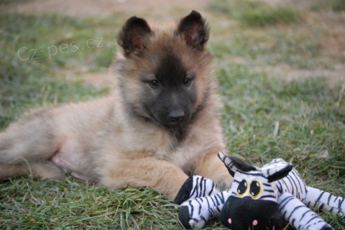 �t���tko Belgick� ov��k Tervueren