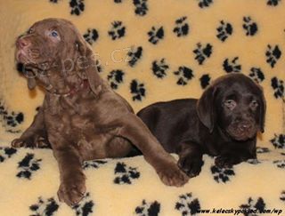 Chesapeake pes a fenka labradora