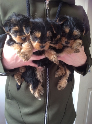 Jork��rsk� teri�r