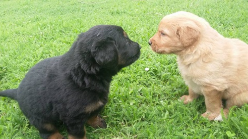 Hovawart- �t��ata s PP