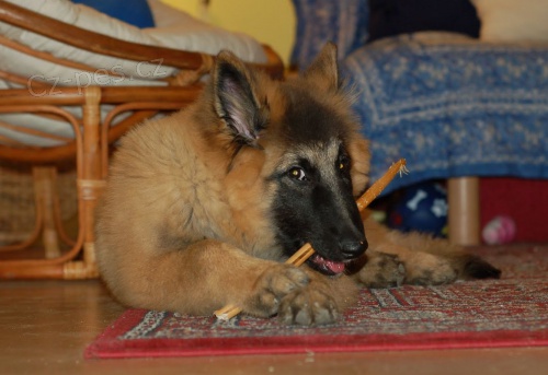 Belgick� ov��k tervueren