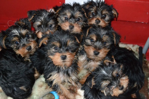 CKC registrovan�ch �istokrevn� yorkshirsk�.