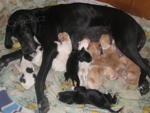 Zad�m �t��ata Pointr�