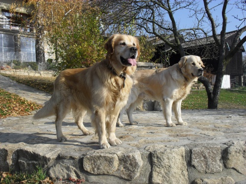 Sh�n�me fenku pro na�eho pejska