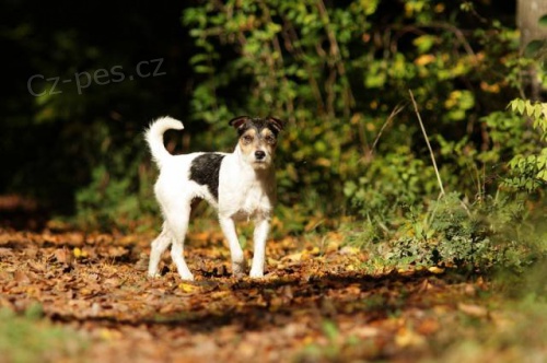 Parson Russel Terrier - �t��ata s PP