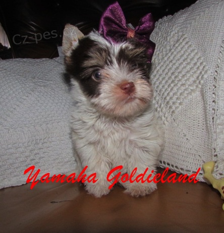 Jork��rsk� teri�r - v barevn� variant� biro