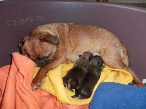 �t���tka brabant�ka s PP