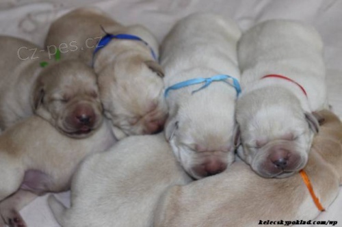 Labrador retiever �lut� s PP+chesapeake �oko pes