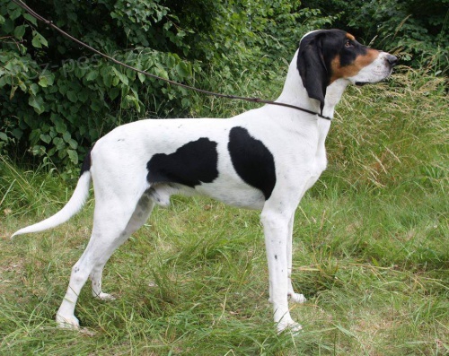 �t���tka Bernsk�ho honi�e s PP