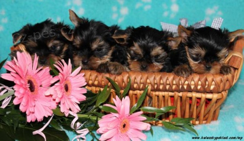 Jork��rsk� teri�r s PP (pejsci a fenka)